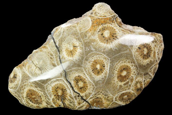 Polished Fossil Coral (Actinocyathus) - Morocco #100649